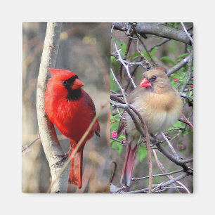Cardinal Pair Magnet