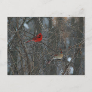 Cardinal Pair Postcard