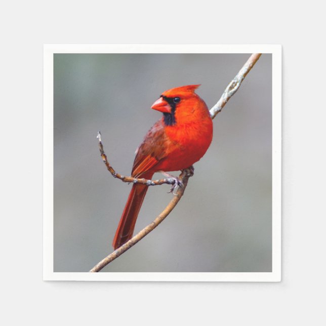 Cardinal Paper Napkin (Front)