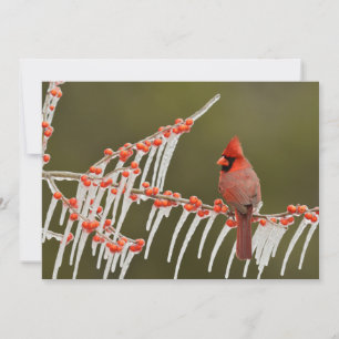 Cardinal Perched on Icy Holly Branch Holiday Card
