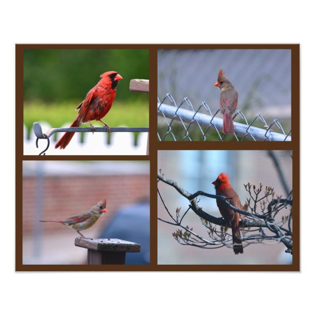 Cardinal Photo Collage (Front)