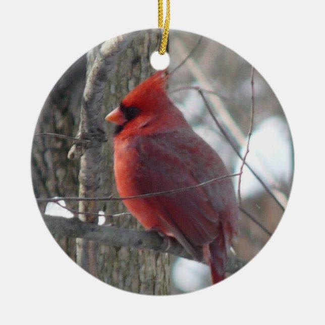 Cardinal photograph-song bird in winter Ornament (Front)
