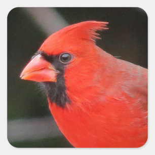 Cardinal Portrait - Bird Square Sticker