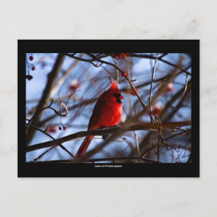 Cardinal - Postcard