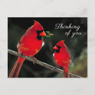 Cardinal Postcard