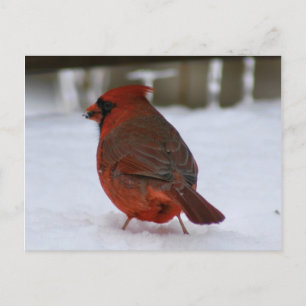 Cardinal Postcard