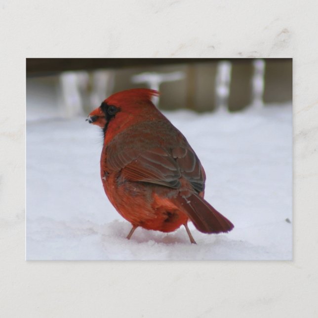 Cardinal Postcard (Front)