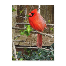 Cardinal postcard