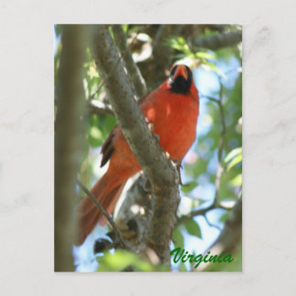 Cardinal Postcard ...