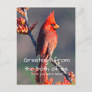 Cardinal Postcard