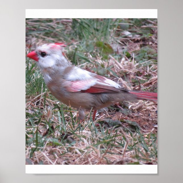 Cardinal  poster (Front)