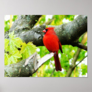 Cardinal Poster