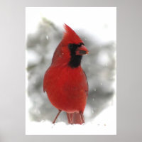 Cardinal