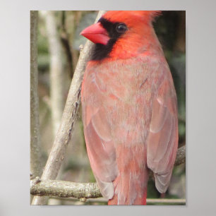 Cardinal poster