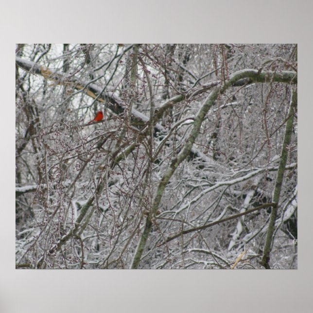 Cardinal Poster (Front)