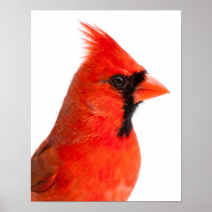 Cardinal Poster