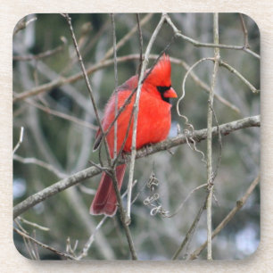 Cardinal Profile Coaster