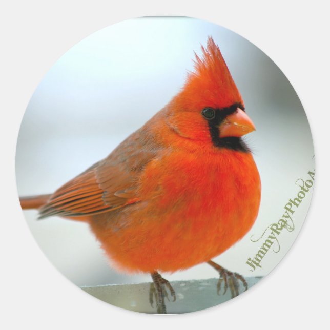 Cardinal Red Bird Classic Round Sticker (Front)