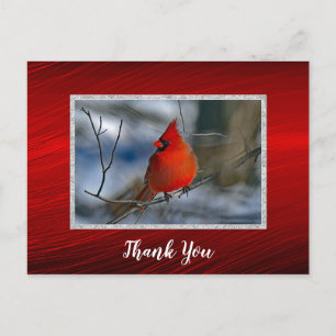 Cardinal Red Winter Photo Thank You Postcard