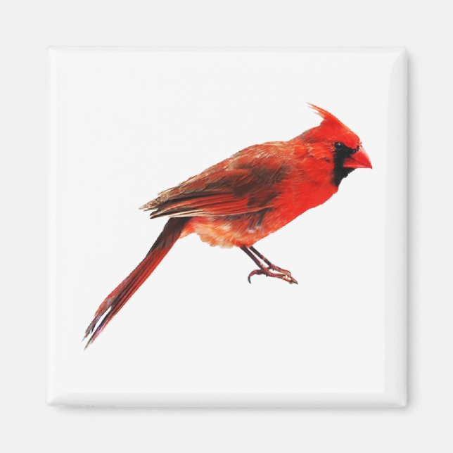 Cardinal(s) Magnet (Front)