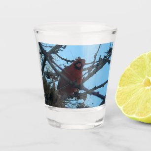 Cardinal shot glass