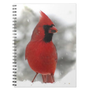 Cardinal Spiral Notebook