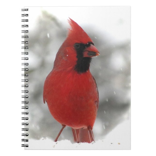 Cardinal Spiral Notebook (Front)