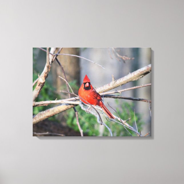 Cardinal Spring Woods Canvas Print (Front)