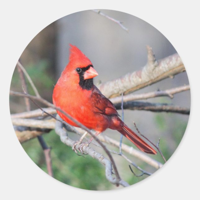 Cardinal Summer Pose Classic Round Sticker (Front)