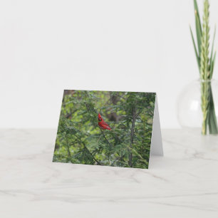 Cardinal Thank You Card