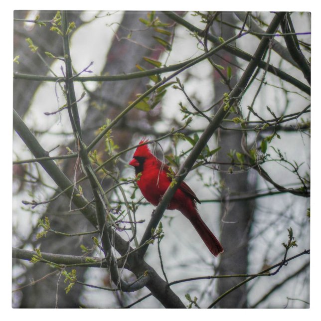 Cardinal Tile (Front)