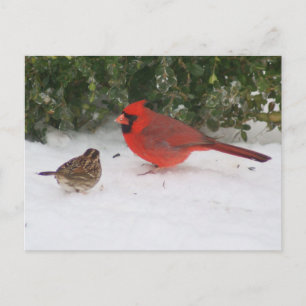 Cardinal with Sparrow Postcard