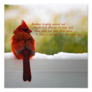 Cardinal with Visitor From Heaven poem 12x12 Photo Print