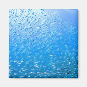 Cardinalfishes swimming underwater magnet