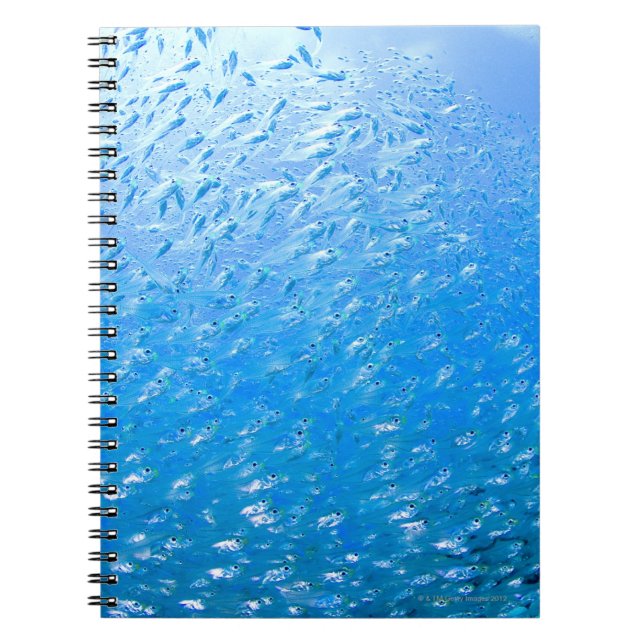 Cardinalfishes swimming underwater spiral notebook (Front)
