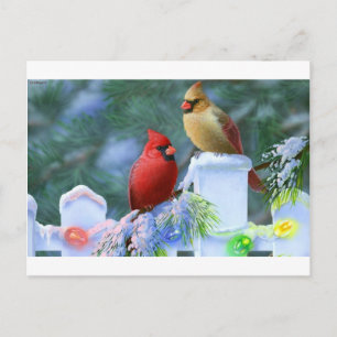 Cardinals and Christmas Lights Holiday Postcard