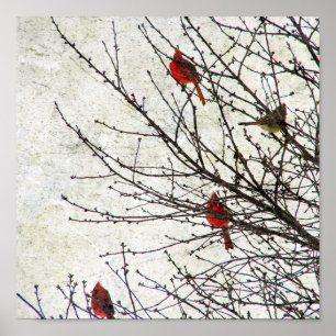 Cardinals in a Tree Grunge Poster