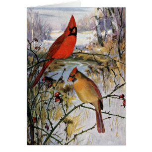 Cardinals in Winter