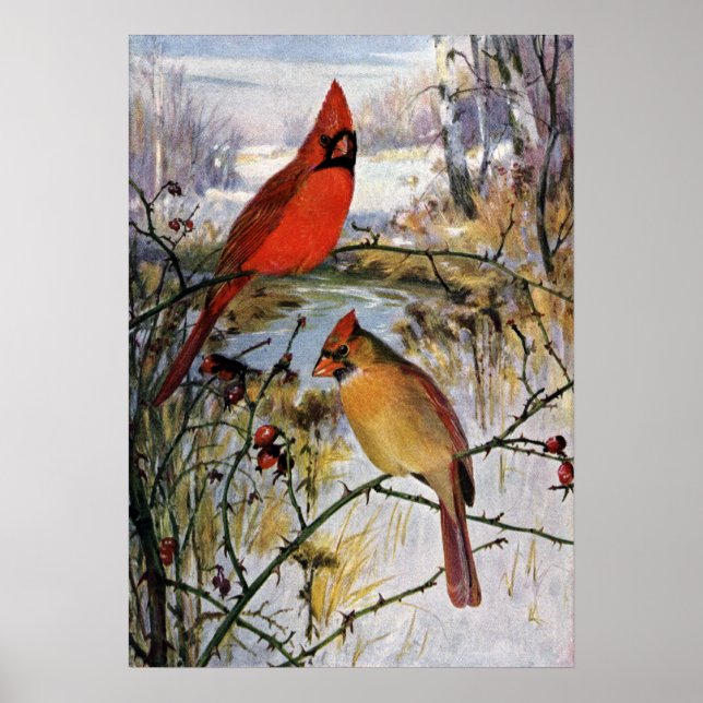 Cardinals in Winter Poster (Front)