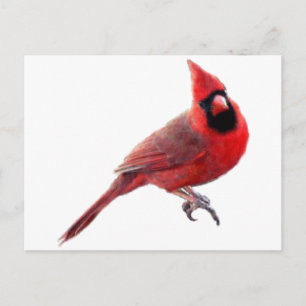Cardinals Postcard