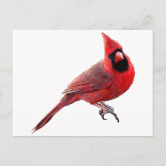 Cardinals Postcard (Front)