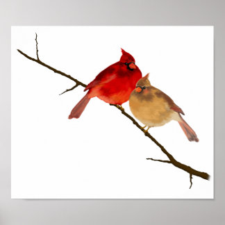 Cardinals Poster