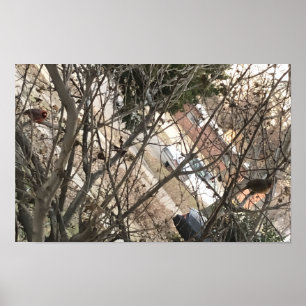 Cardinals Poster