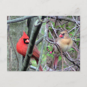 Cardinals ( Spring ) Postcard
