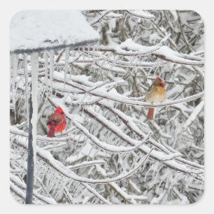 Cardinals Square Sticker