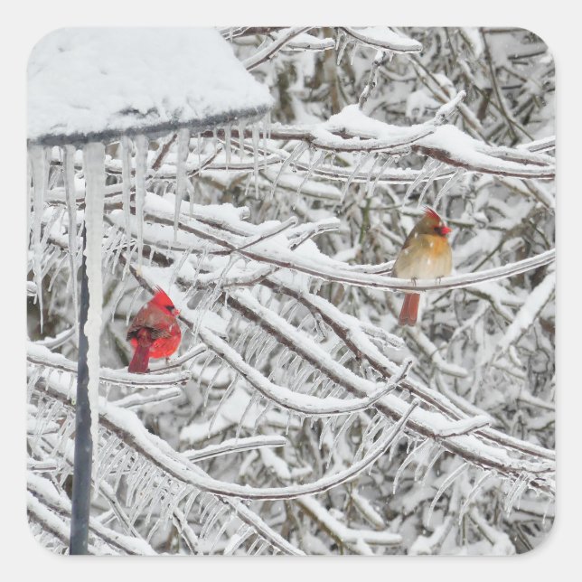 Cardinals Square Sticker (Front)