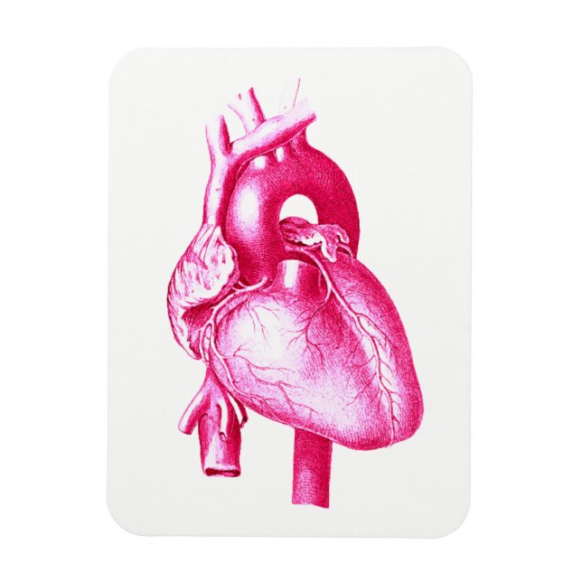 Cardiology Pop Art: Pink Human Heart Anatomy Magnet (Vertical)