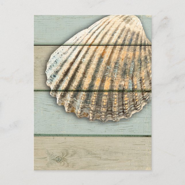 Cardita Shell Postcard (Front)