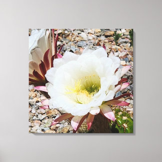 Cardon Grande Cactus Photo Canvas Print