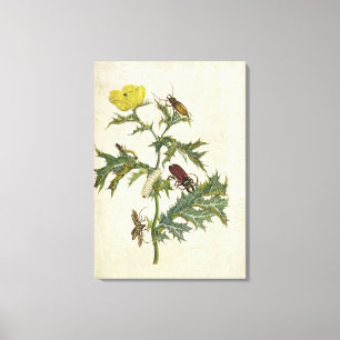 Cardos Spinosus: Beetles and Caterpillars, plate 6 Canvas Print